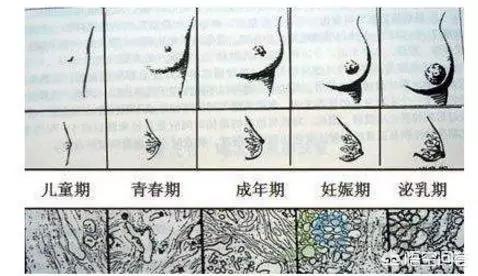 怎么丰胸最有效？