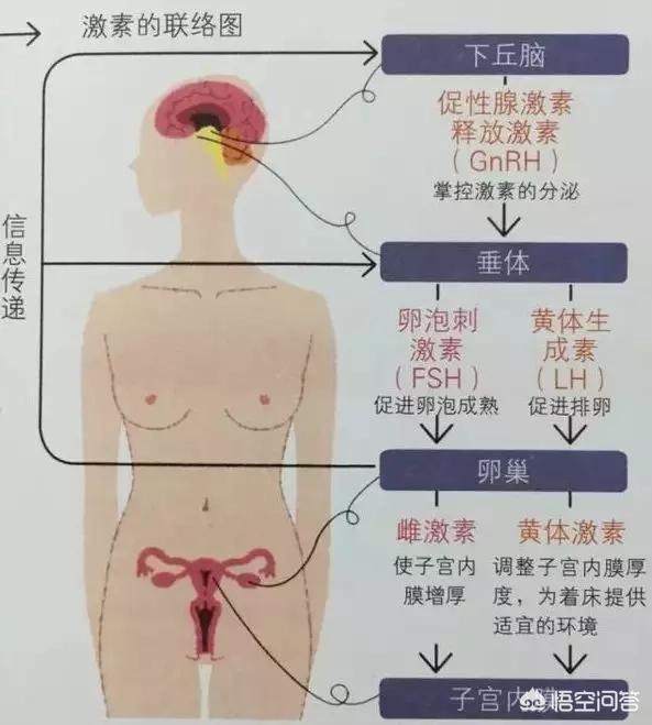 怎么丰胸最有效？